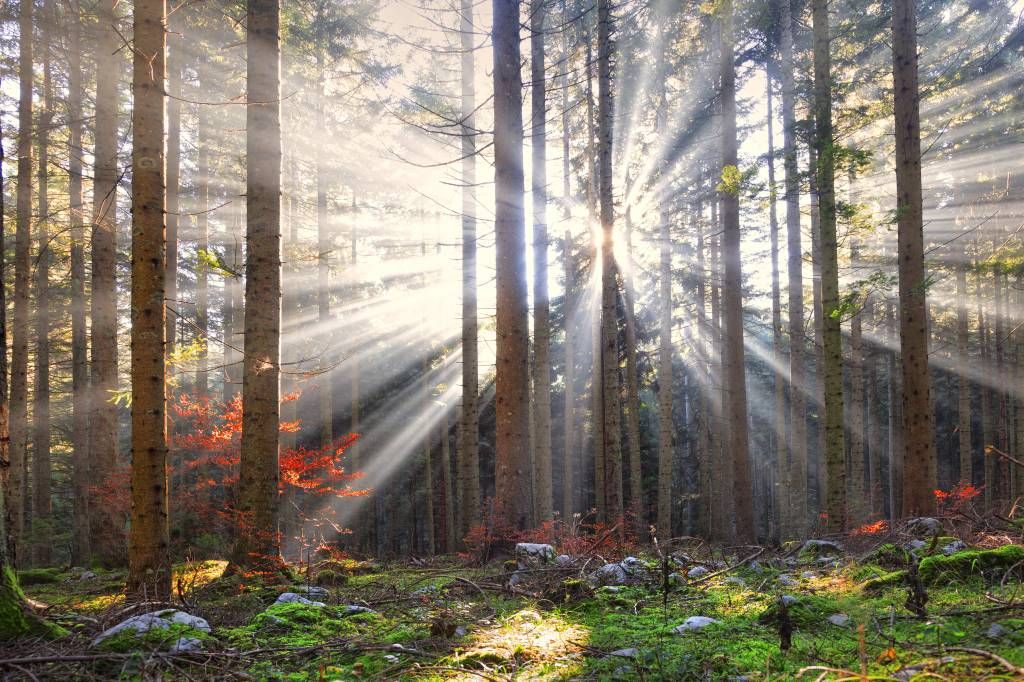 Rayos de sol en otoño