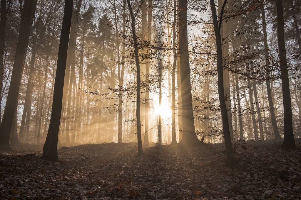 Rayos de sol en un bosque con niebla