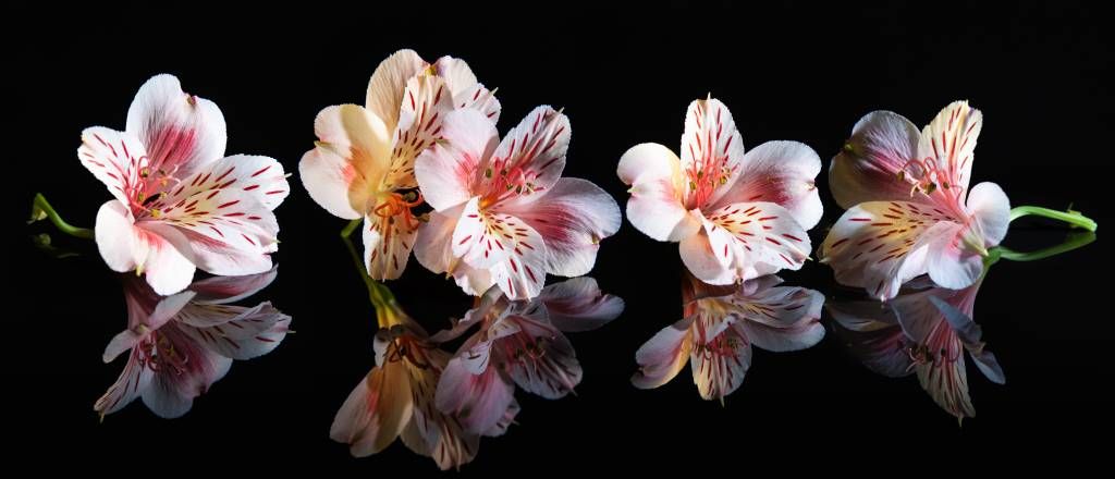 Flores de alstromeria con reflejo