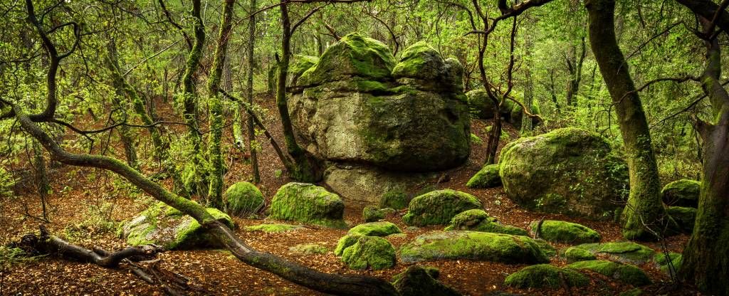 Bosque encantado