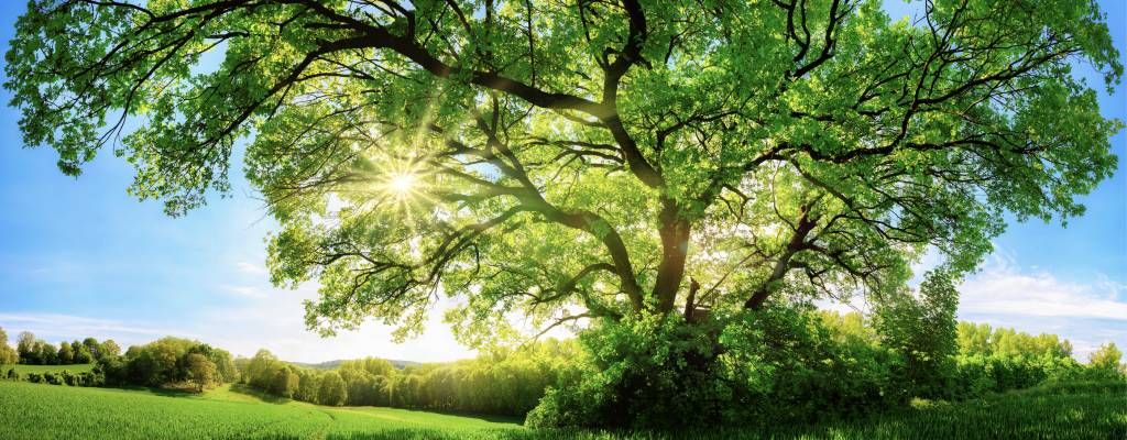 Árbol con luz solar