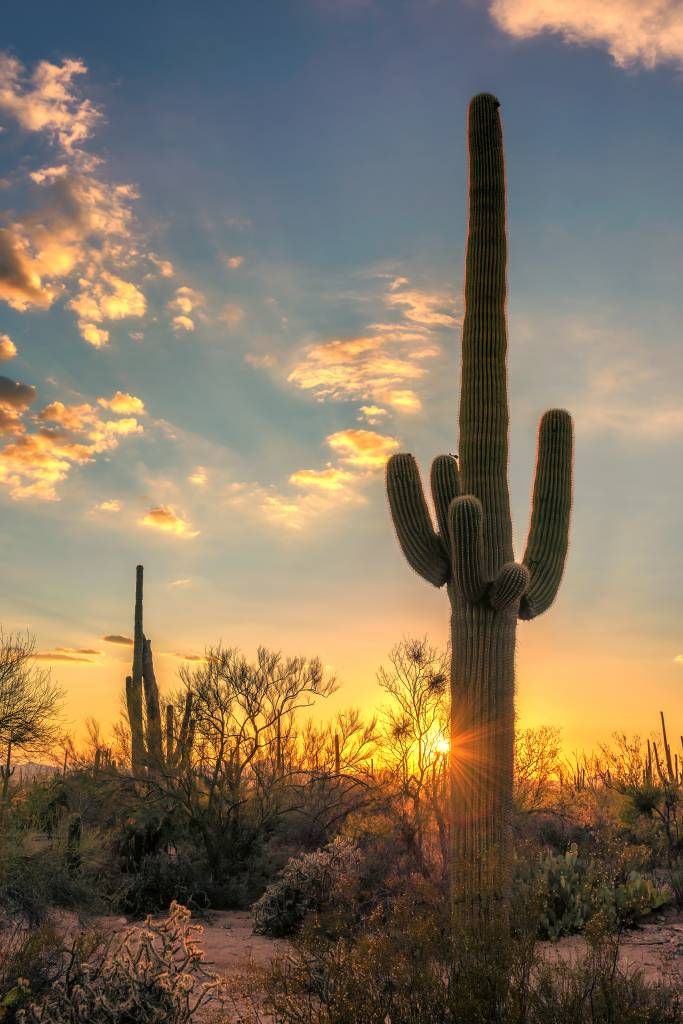 Cactus con puesta de sol