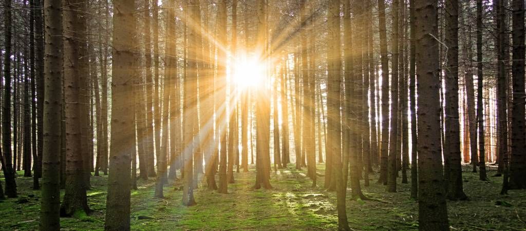 Bosque de pinos con rayos de sol