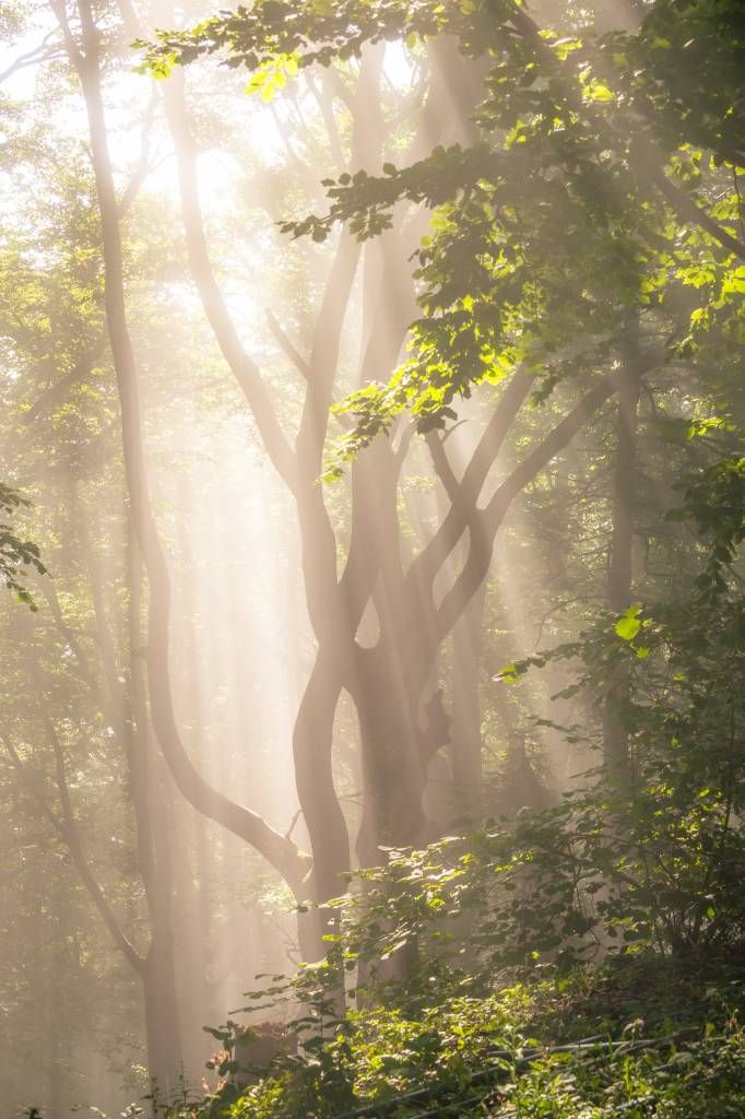 Árbol sinuoso en el bosque