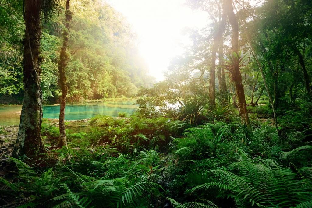 Lago en la selva