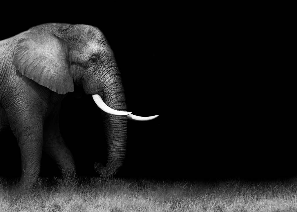 Elefante sobre la hierba