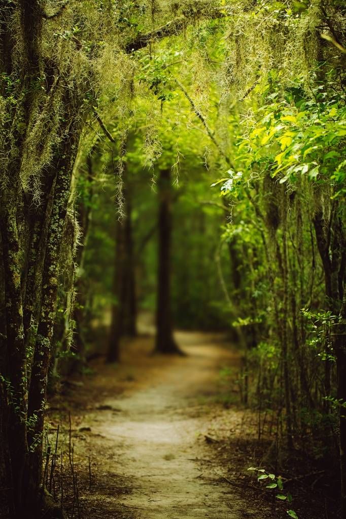 Bosque español lleno de musgo