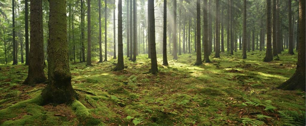 Bosque de abetos con luz solar