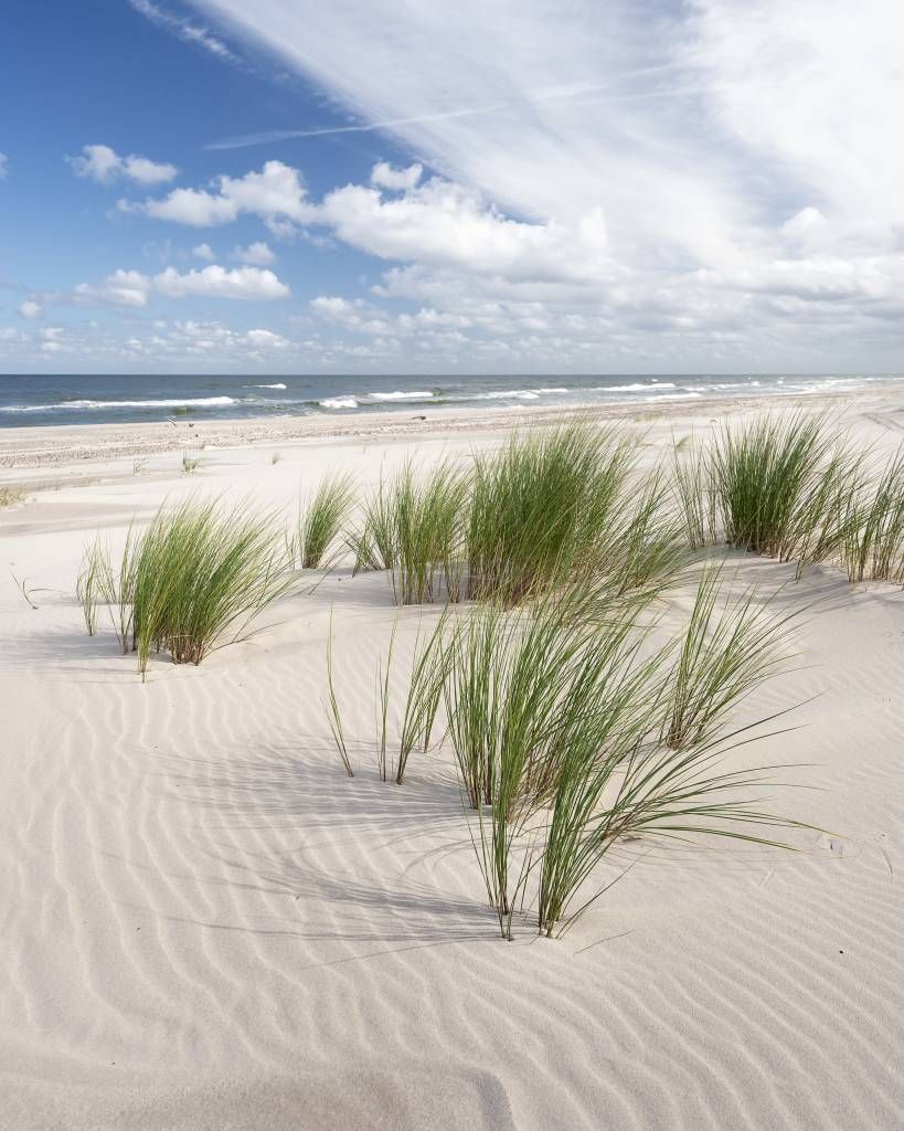 Playa con plantas dunares