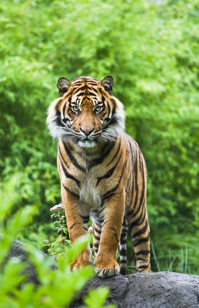 Tigre de pie sobre una piedra