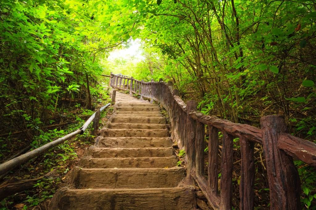 Escaleras en un bosque