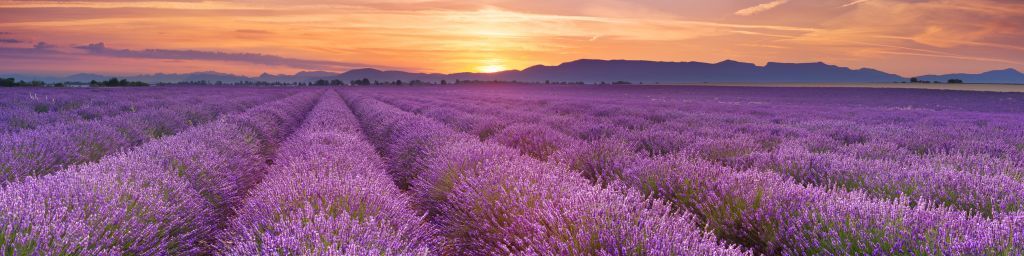 Campo lleno de lavanda