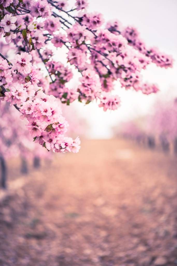 Flores japonesas de color púrpura