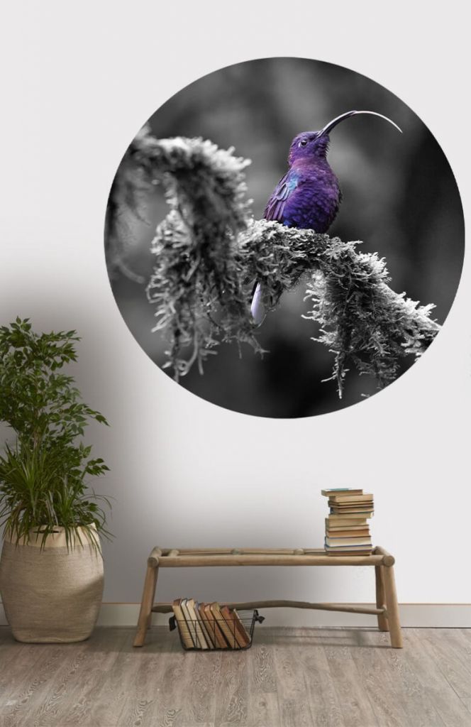 Círculo de empapelado de colibrí púrpura