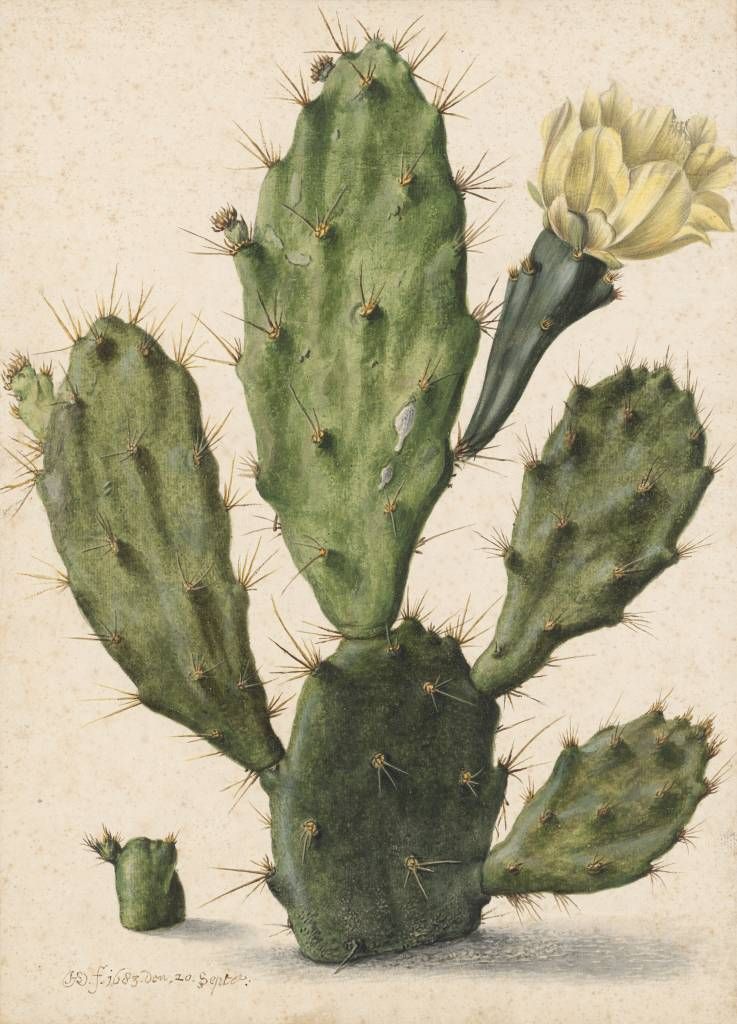 Cactus de higo en flor