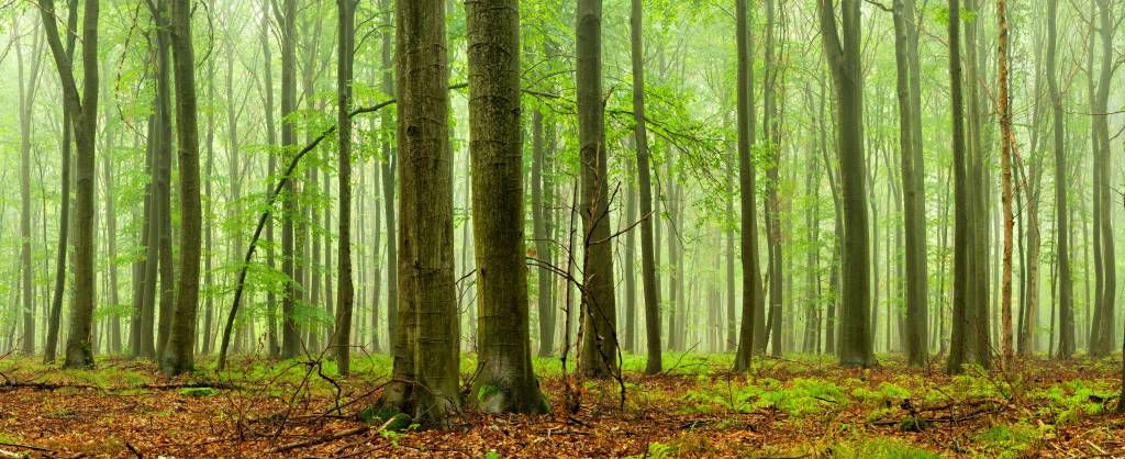 Bosque de hayas