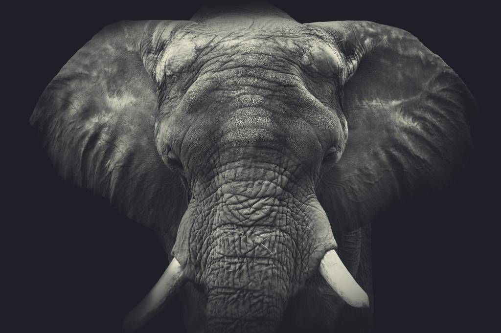 Primer plano de un elefante