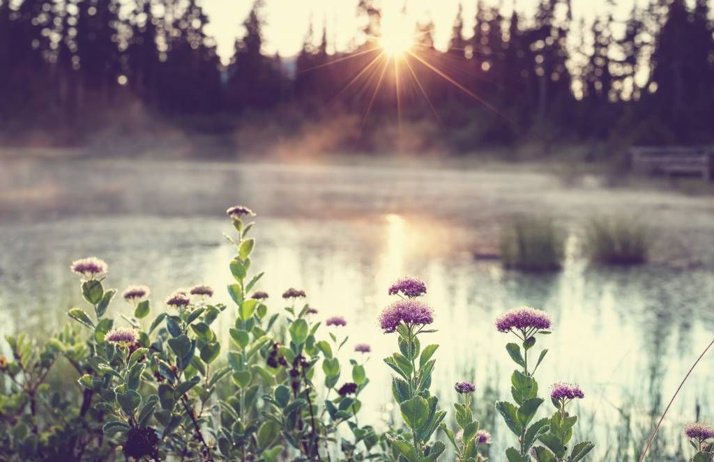 Lago humeante con flores