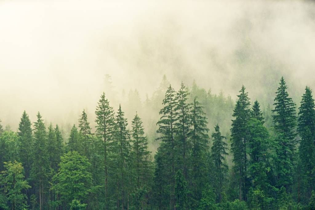 Pinos en la niebla