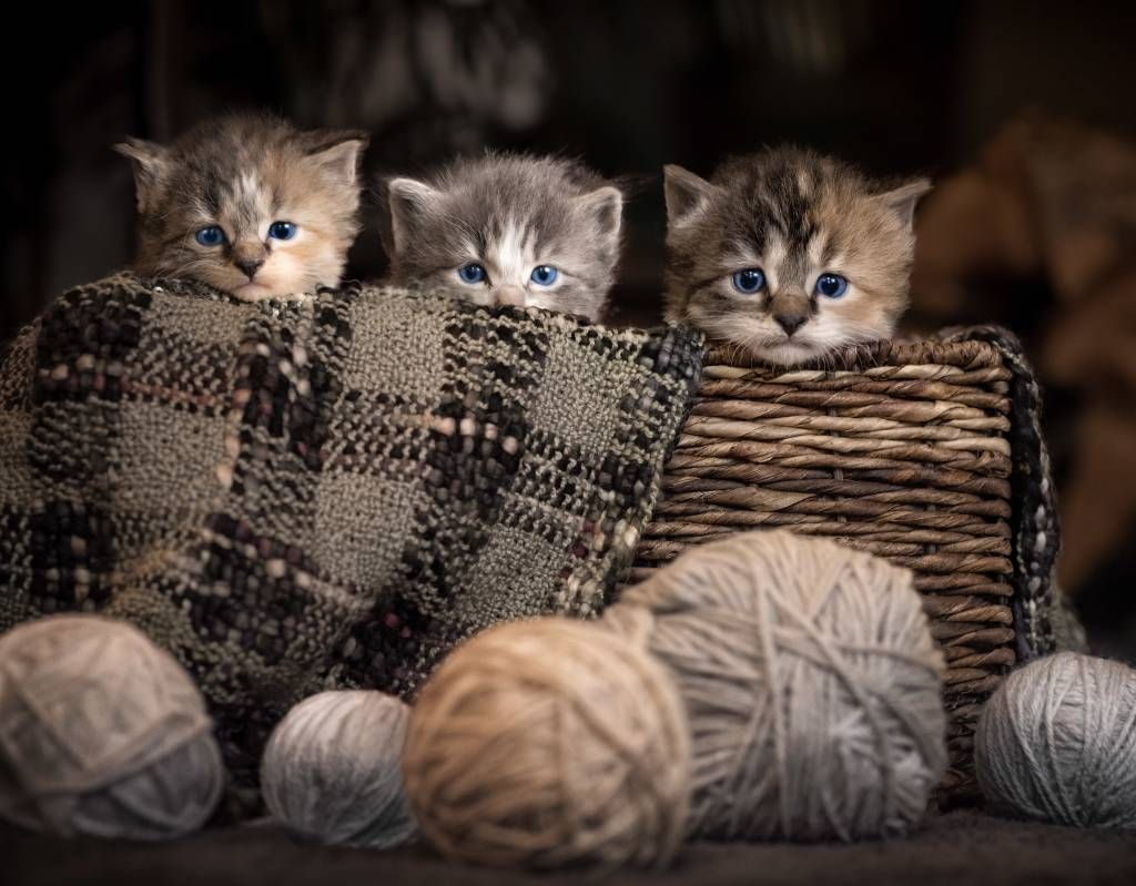 Tres gatitos en una cesta