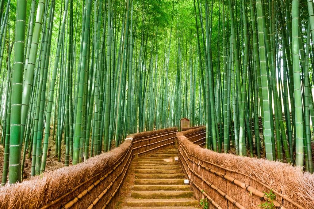 Escaleras entre plantas de bambú