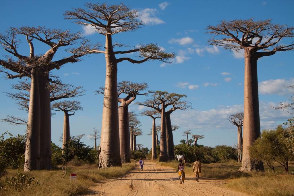 Árboles Baobab
