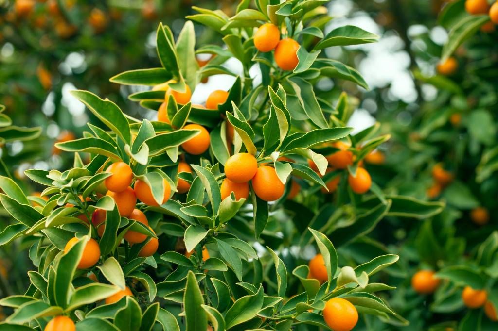 Árbol frutal