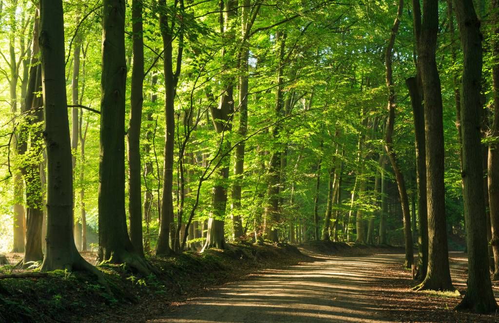 Camino soleado a través de un bosque