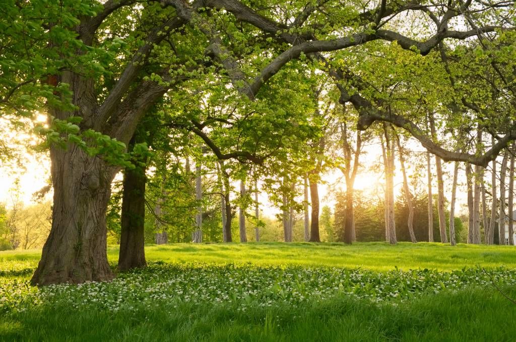 Espacio abierto en el bosque