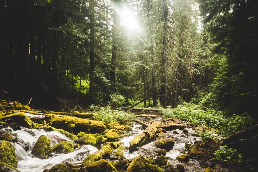 Cascada en un bosque