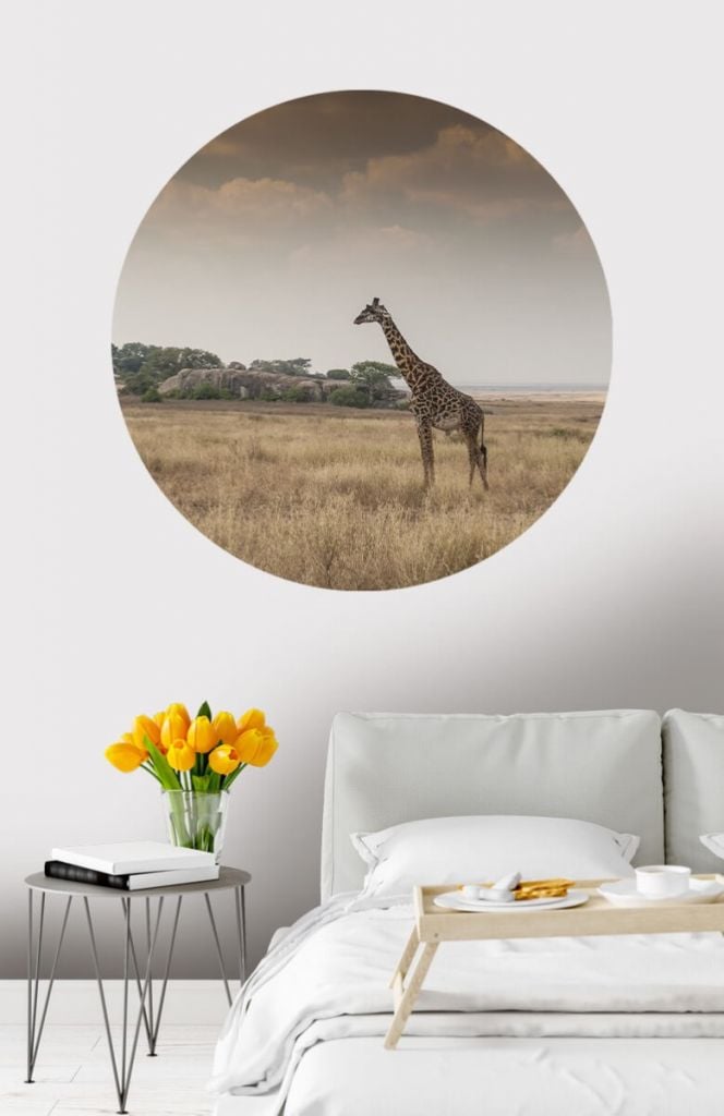 Círculo de empapelado de jirafas en la sabana