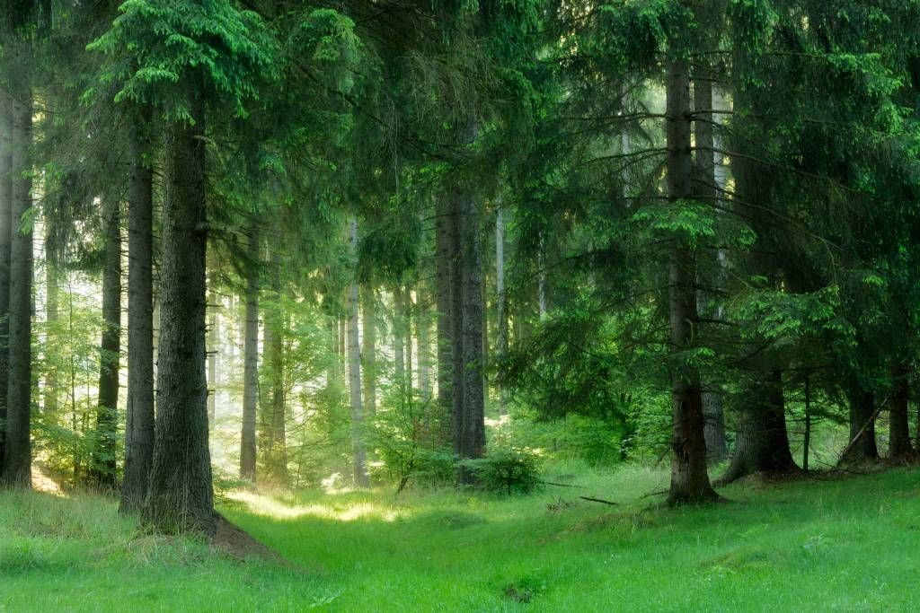 Bosque de pinos verdes