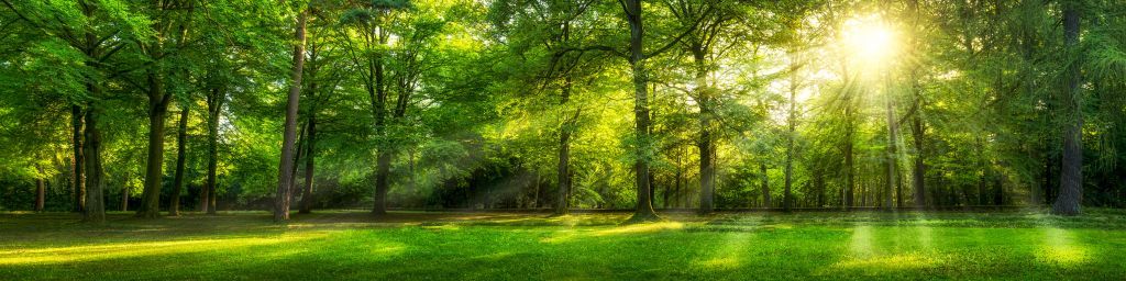 Bosque verde