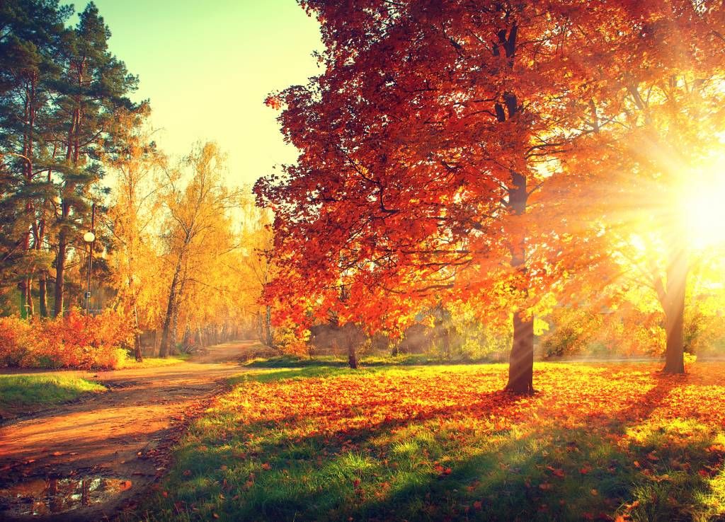 Árboles otoñales a la luz del sol