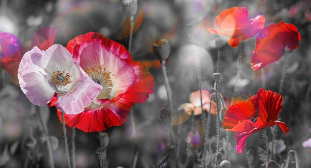 Amapolas en negro, blanco y rojo