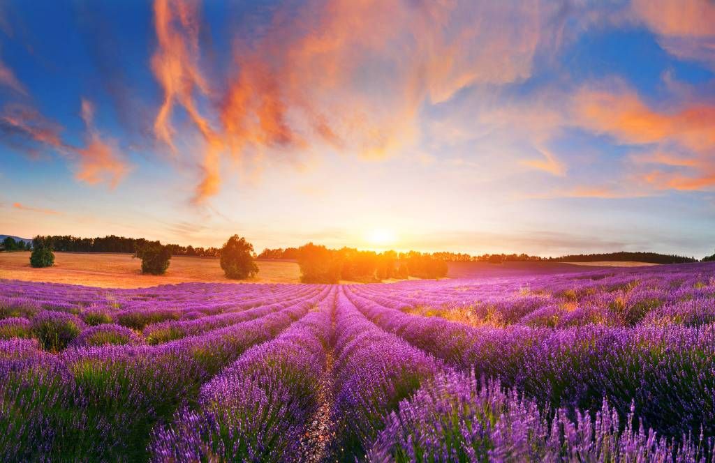 Campo de lavanda