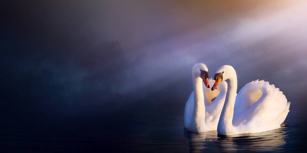 Pareja de cisnes blancos del amor