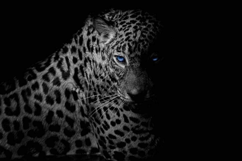 Leopardo sobre fondo negro