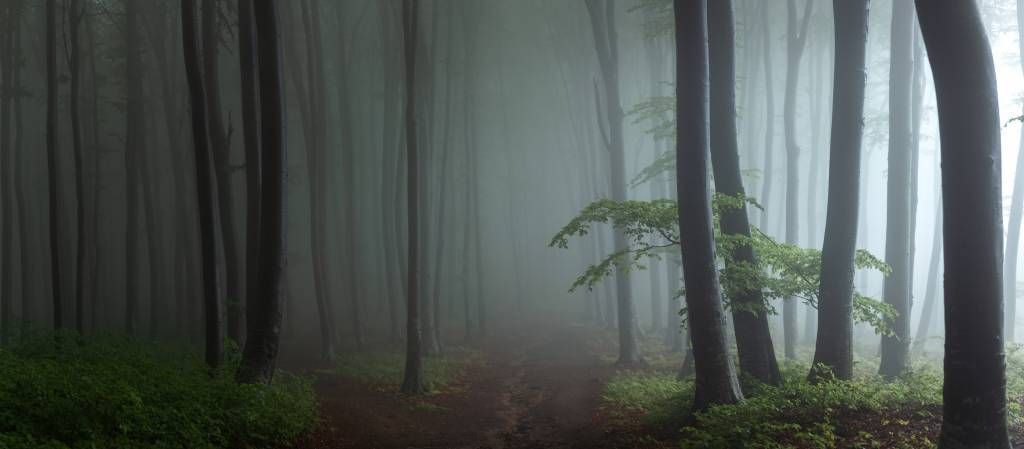 Panorama del bosque con niebla