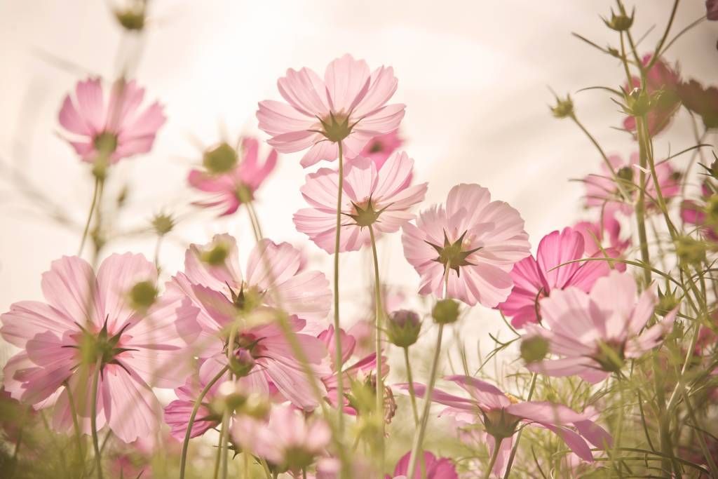 Hermoso jardín de flores