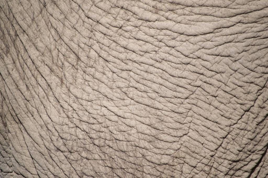 Piel de elefante