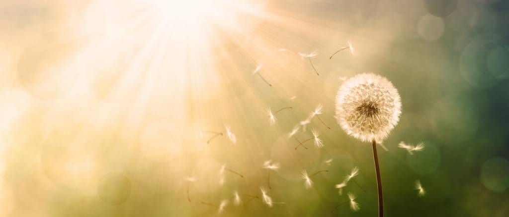 Diente de león en el viento