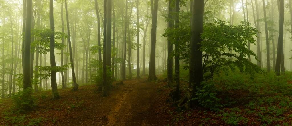 Camino a través de un bosque verde y brumoso