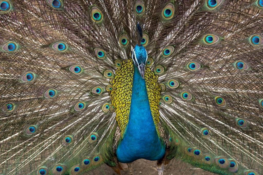 Pavo real con plumas exhibidas