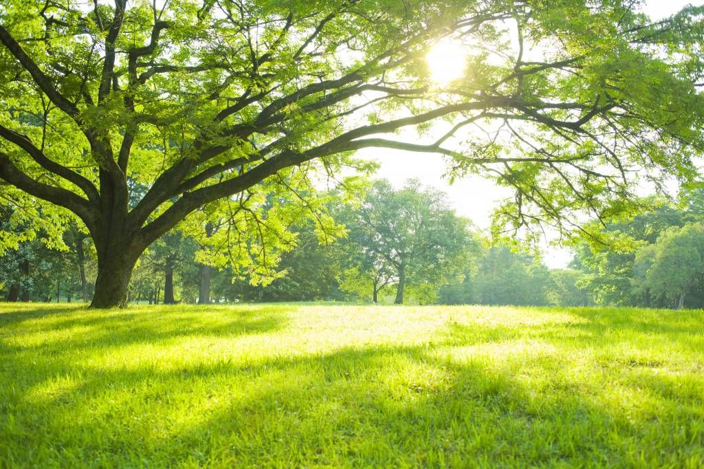 Hermoso árbol con hierba verde