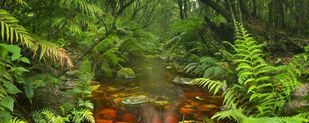 Río en la selva tropical