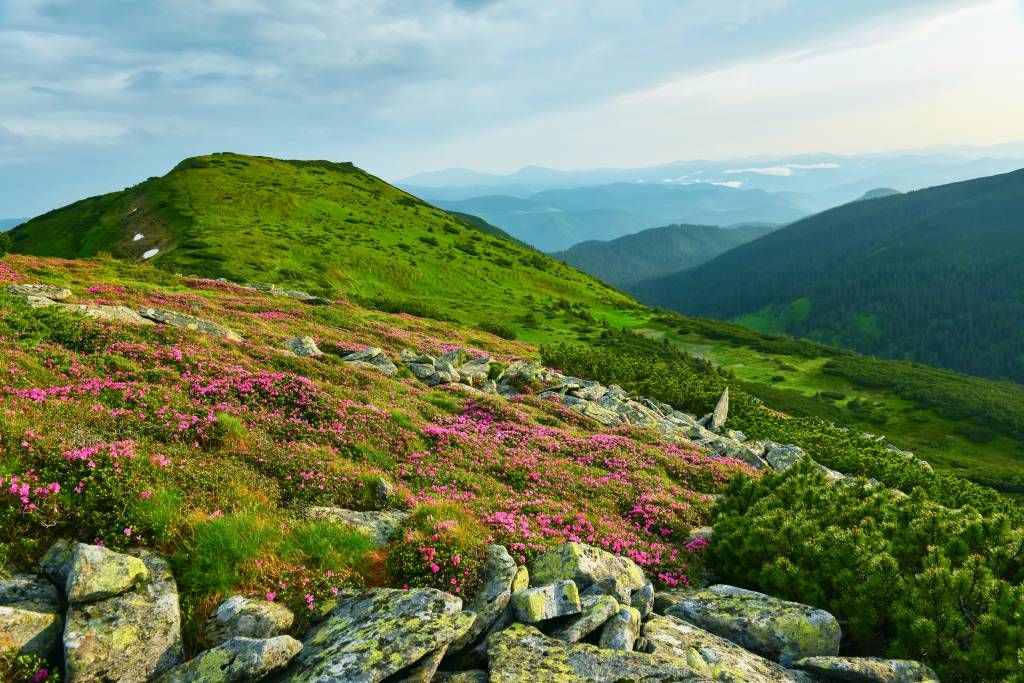 Rododendros en las montañas