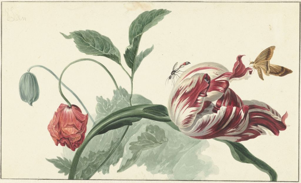 Tulipán y amapola, Willem van Leen