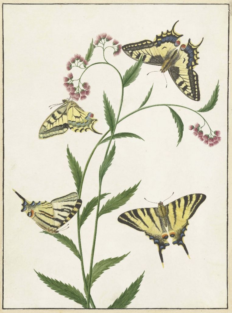 Cuatro mariposas sobre flores, Paulus Knogh