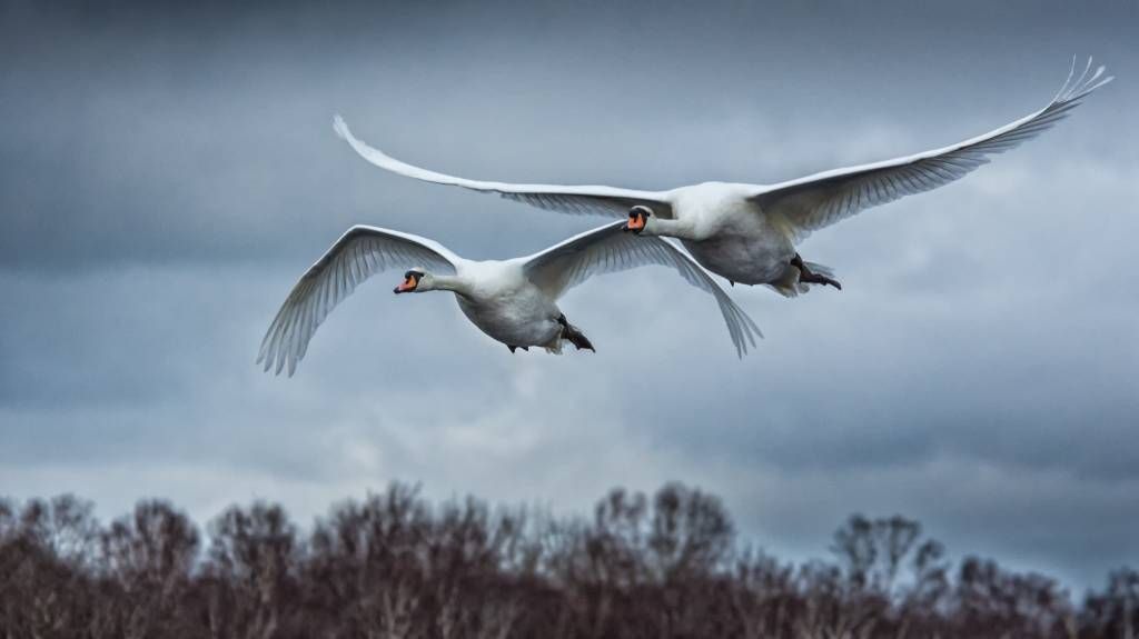 Cisnes volando